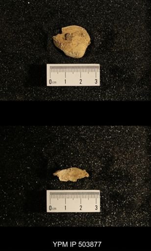Astartella concentrica