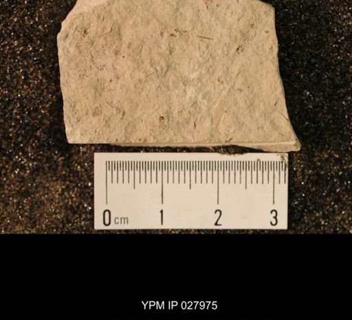 Dichentomum sp.