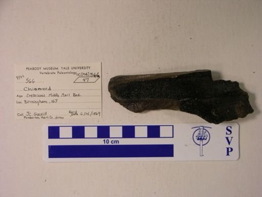 Edaphodon sp.