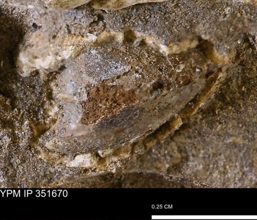 undet. Bivalvia