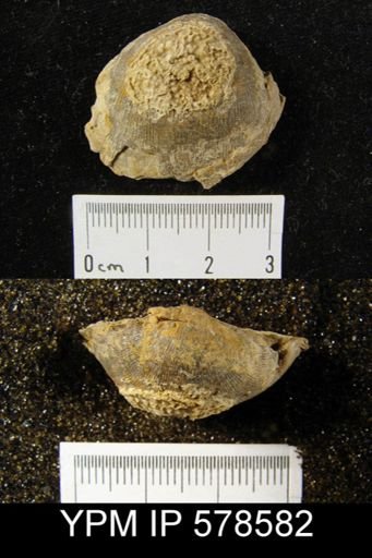 Productus ovatus