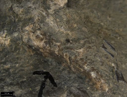 Aplocoma damesii
