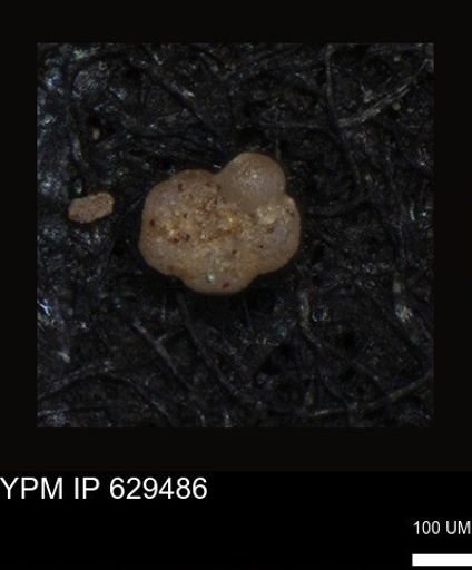 undet. Foraminiferida