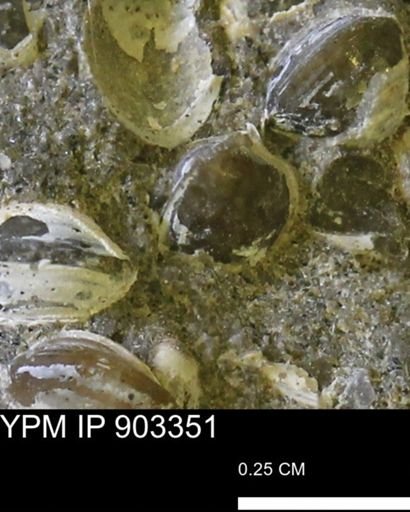 Corbulamella sp.