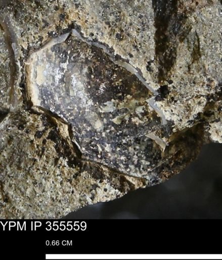 undet. Mollusca