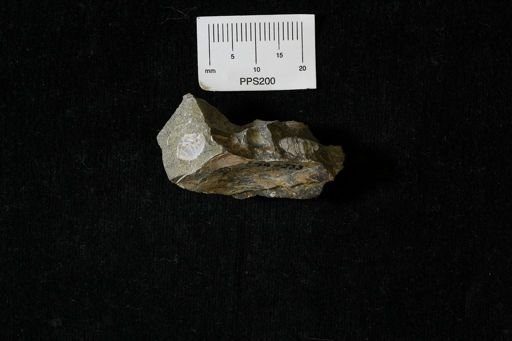 undet. Bivalvia