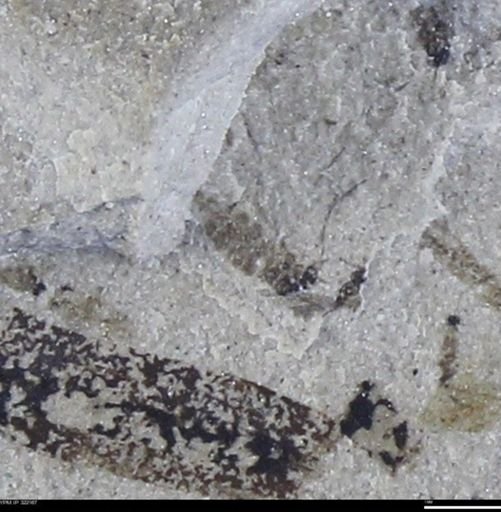 undet. Insecta