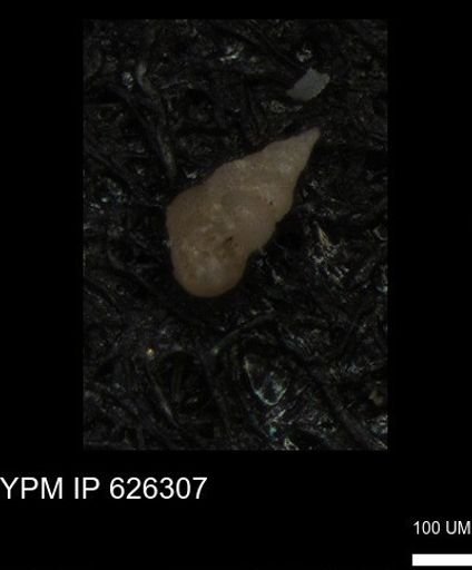 Heterohelicidae