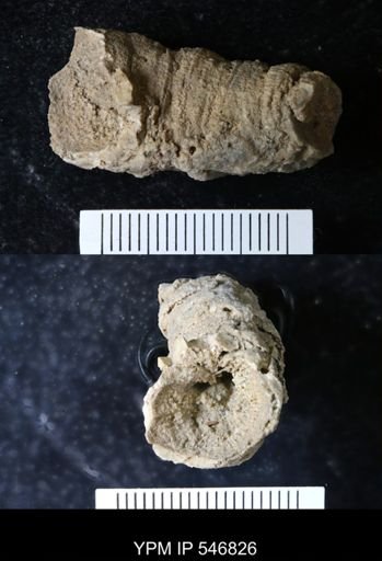 undet. Rugosa