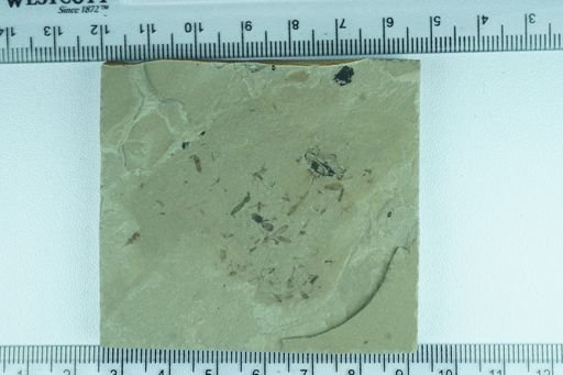 undet. Mycetophilidae