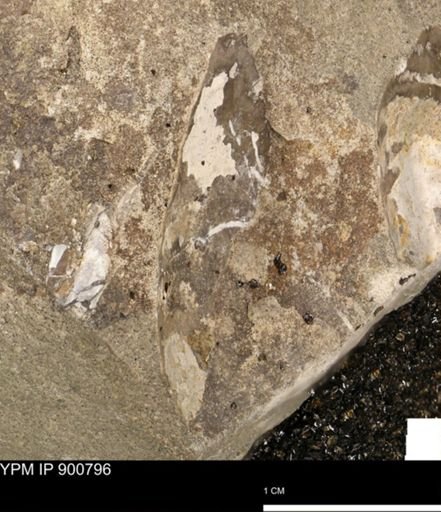 undet. Mollusca