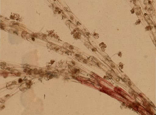 Crisularia pacifica