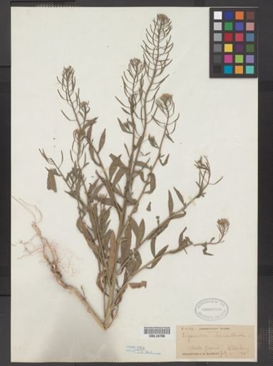 Erysimum cheiranthoides