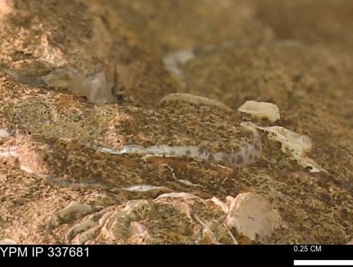 undet. Mollusca