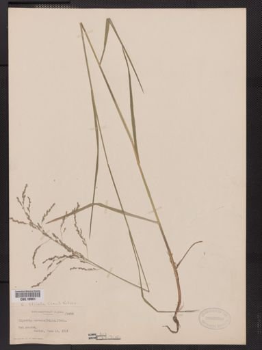 Glyceria striata