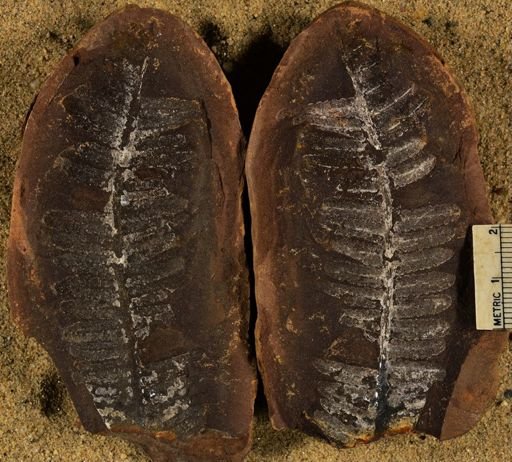 Pecopteris
