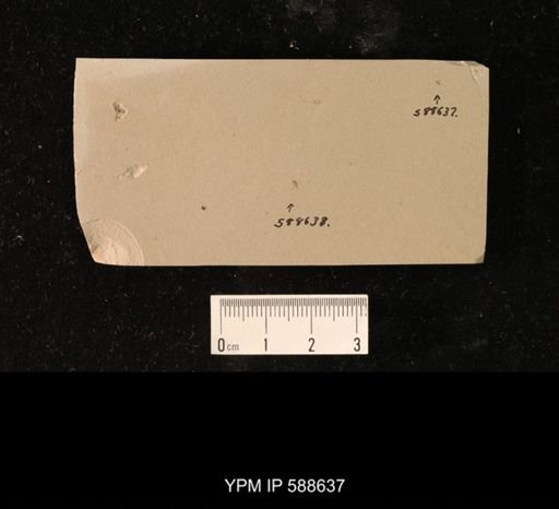 undet. Hymenoptera