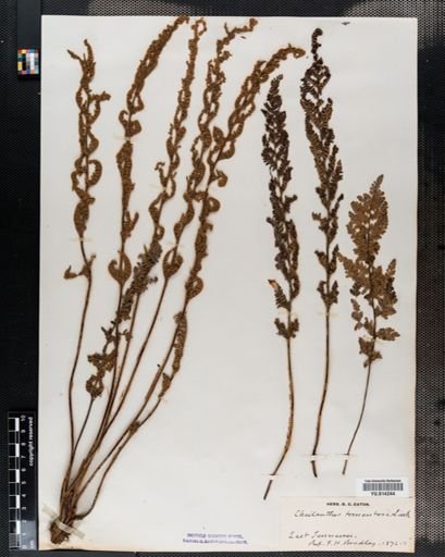 Cheilanthes tomentosa