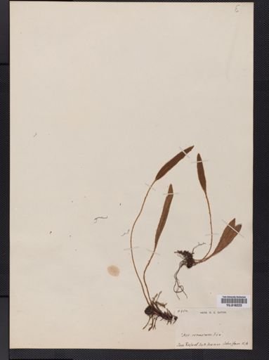 Elaphoglossum