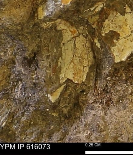 undet. Bivalvia