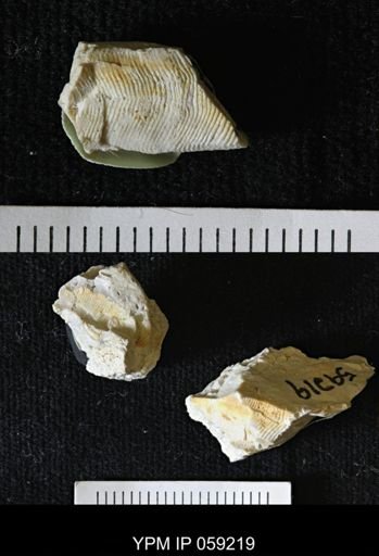 Conularia?