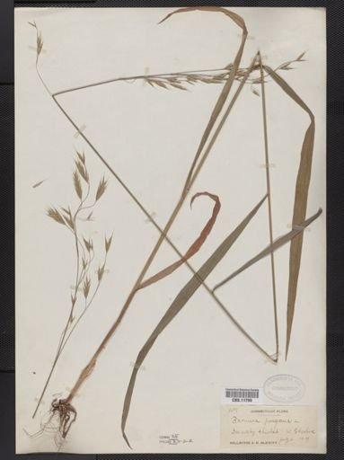 Bromus purgans