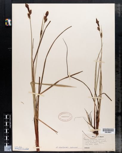 Carex polygama