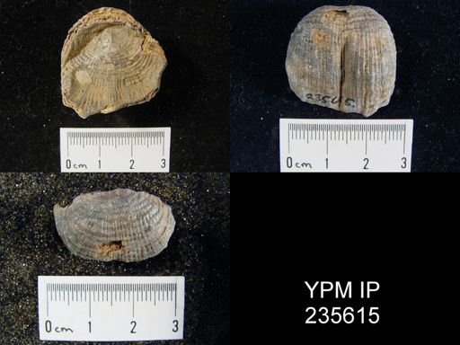 Linoproductus sp.