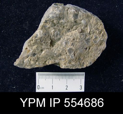 Hyattidina congesta junea