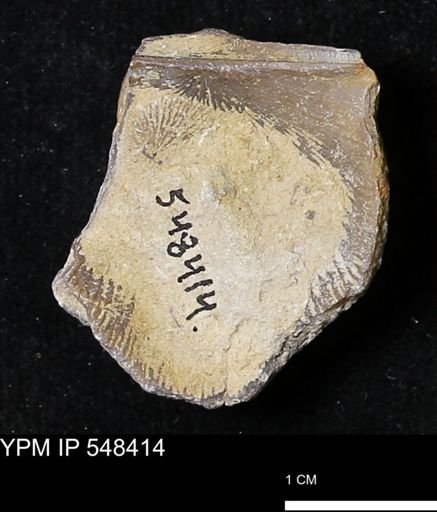Stropheodonta callawayensis