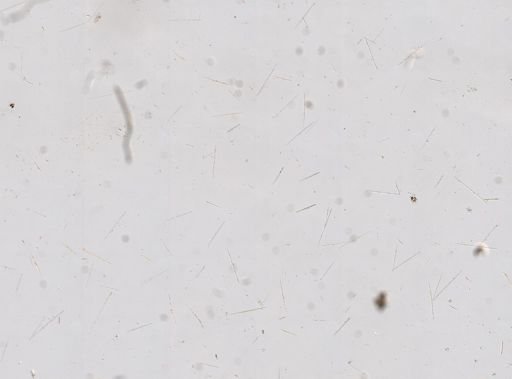 Sclerospongiae