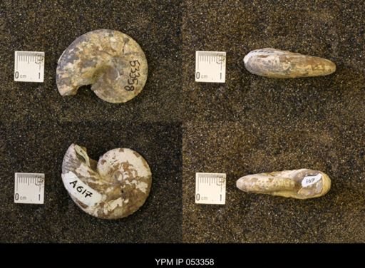 Discoscaphites conradi