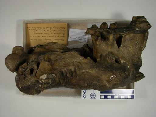 Megalonyx jeffersoni