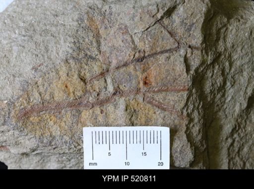 undet. Graptolithina