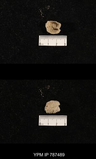 undet. Brachiopoda
