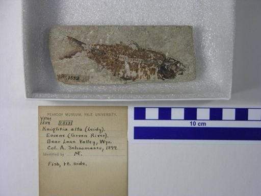 Knightia alta