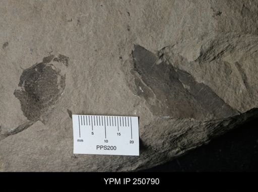 Carcinosomatidae?