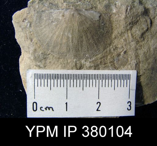 undet. Strophomenida