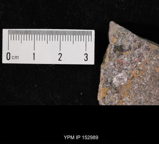 Tricrepicephalus sp.