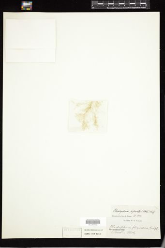 Cladophora refracta