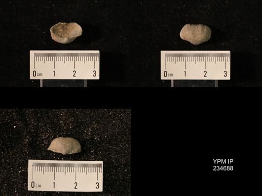 Marginifera splendens