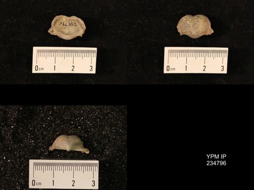 Marginifera splendens