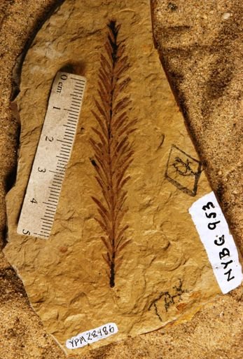Taxodium dubium
