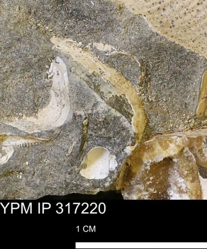 undet. Mollusca