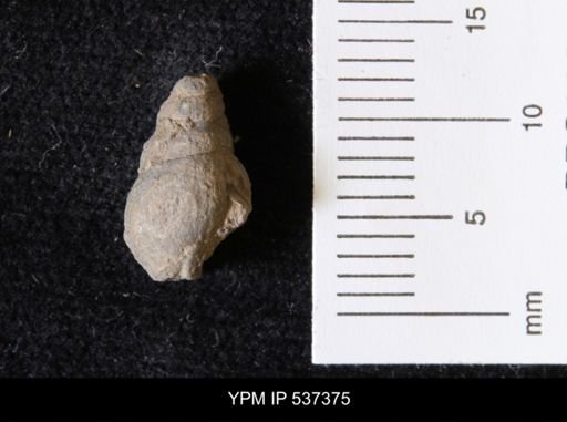 Goniobasis ortmanni