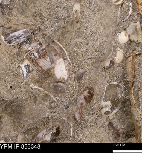Protocardia?