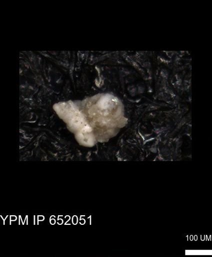 undet. Heterohelicidae
