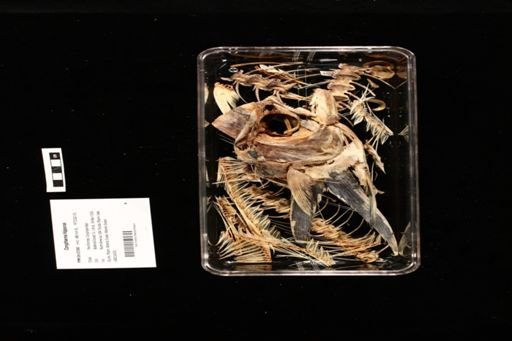 Coryphaena hippurus