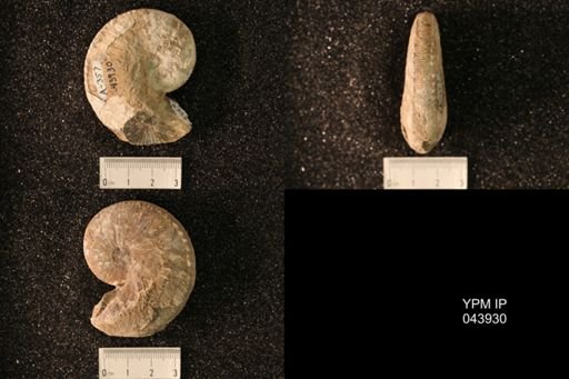 Hoploscaphites nicolletii