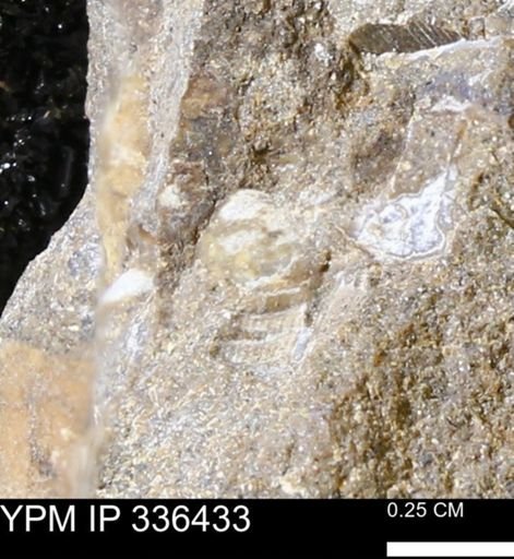 undet. Mollusca